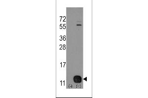 Western blot analysis of PHPT1 (arrow) using rabbit polyclonal PHPT1 Antibody (Human N-term). (PHPT1 抗体  (N-Term))