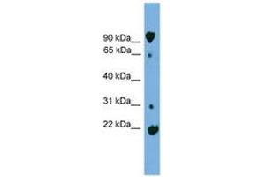 Image no. 1 for anti-Kelch-Like 2, Mayven (KLHL2) (AA 179-228) antibody (ABIN6744966) (KLHL2 抗体  (AA 179-228))