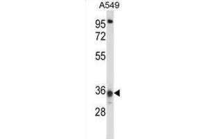 Western Blotting (WB) image for anti-Coiled-Coil Domain Containing 50 (CCDC50) antibody (ABIN2997838) (CCDC50 抗体)