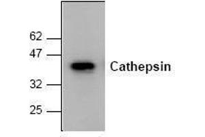 Image no. 1 for anti-Cathepsin K (CTSK) antibody (ABIN155107) (Cathepsin K 抗体)
