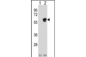 Western blot analysis of NL1 (arrow) using rabbit polyclonal NL1 Antibody 920a. (NAP1L1 抗体  (C-Term))