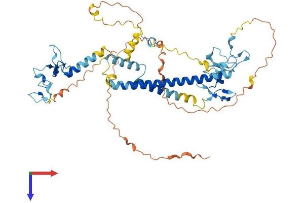 KANSL2 Protein (AA 1-486) (His tag)