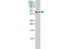 FGG monoclonal antibody (M01), clone 1F2 Western Blot analysis of FGG expression in Hela S3 NE . (FGG 抗体  (AA 31-130))