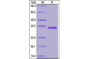 SDS-PAGE (SDS) image for SARS-CoV-2 Spike S1 (RBD), (W436R) protein (His tag) (ABIN6952632)