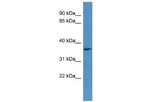 Western Blotting (WB) image for anti-Olfactory Receptor, Family 2, Subfamily H, Member 2 (OR2H2) (C-Term) antibody (ABIN2788181)