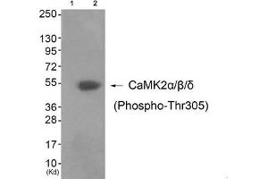 Western blot analysis of extracts from 3T3 cells (Lane 2), using CaMK2α/β/δ (Phospho-Thr305) Antibody. (CAMK2A 抗体  (pThr305))