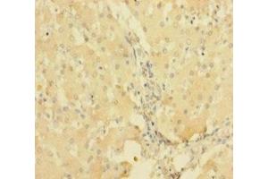 Immunohistochemistry of paraffin-embedded human liver tissue using ABIN7167514 at dilution of 1:100 (PTPRR 抗体  (AA 1-412))