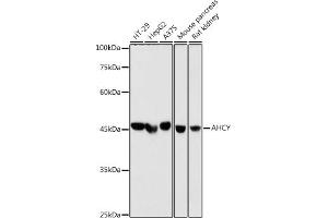 Western blot analysis of extracts of various cell lines, using AHCY antibody (ABIN1680618, ABIN1680617, ABIN7101497 and ABIN7101498) at 1:1000 dilution. (AHCY 抗体)