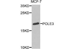 Western blot analysis of extracts of MCF-7 cells, using POLE3 antibody. (POLE3 抗体)