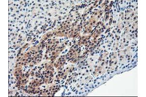 Image no. 9 for anti-NIF3 NGG1 Interacting Factor 3-Like 1 (NIF3L1) antibody (ABIN1496615) (NIF3L1 抗体)