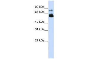 VISA antibody used at 1 ug/ml to detect target protein. (MAVS 抗体  (N-Term))