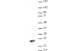 Histone H3 dimethyl Lys9 antibody tested by Western blot. (Histone 3 抗体  (2meLys9))