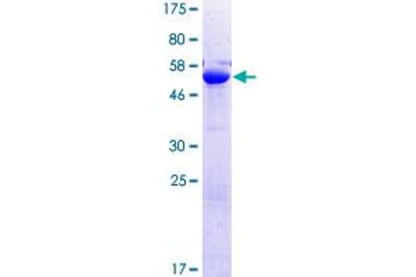 PLEKHF2 Protein (AA 1-249) (GST tag)