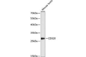 Western blot analysis of extracts of mouse testis, using CD320 antibody  at 1:1000 dilution. (CD320 抗体  (AA 36-229))