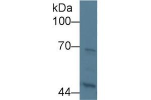 KNG1 抗体  (AA 19-380)