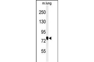 Western blot analysis of SEMA3C Antibody in mouse lung tissue lysates (35ug/lane)