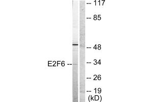 Western blot analysis of extracts from HepG2 cells, using E2F6 antibody (ABIN5976386).