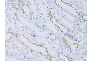 Immunohistochemistry of paraffin-embedded mouse kidney using AQP4 antibody (ABIN6290071) at dilution of 1:50 (40x lens). (Aquaporin 4 抗体)