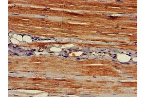 IHC image of ABIN7150938 diluted at 1:400 and staining in paraffin-embedded human skeletal muscle tissue performed on a Leica BondTM system. (EAPP 抗体  (AA 1-285))