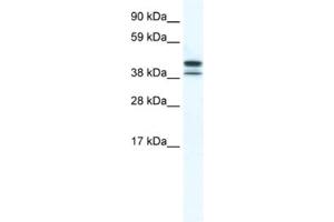 Western Blotting (WB) image for anti-TATA Box Binding Protein Like 2 (Tbpl2) antibody (ABIN2461562) (Tbpl2 抗体)