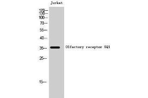 Western Blotting (WB) image for anti-Olfactory Receptor, Family 6, Subfamily Q, Member 1 (OR6Q1) (Internal Region) antibody (ABIN3186182) (OR6Q1 抗体  (Internal Region))