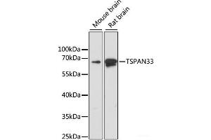 Western blot analysis of extracts of various cell lines using TSPAN33 Polyclonal Antibody at dilution of 1:1000. (TSPAN33 抗体)