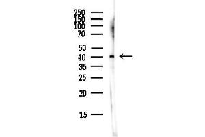 anti-G Protein-Coupled Receptor 17 (GPR17) (C-Term) antibody