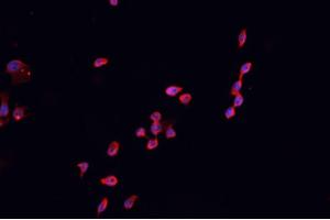 ABIN6266609 staining HEK 293 cells by IF/ICC. (CDKN2B 抗体  (Internal Region))