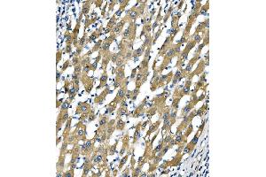 IHC analysis of Sigma1-Receptor/SIGMAR1 using anti-Sigma1-Receptor/SIGMAR1 antibody (ABIN7599011).