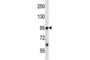 Tie1 antibody western blot analysis in K562 lysate. (TIE1 抗体  (AA 361-389))
