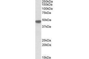 Western blot analysis: NDUFS2 antibody staining of Human Heart lysate at 0. (NDUFS2 抗体  (Internal Region))