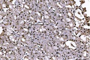 IHC analysis of PC4/SUB1 using anti-PC4/SUB1 antibody (ABIN7602184).