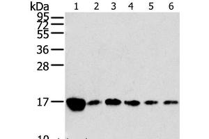 Western Blot analysis of Raji, K562, A549, hepg2, PC3 and hela cell using RPLP2 Polyclonal Antibody at dilution of 1:800 (RPLP2 抗体)