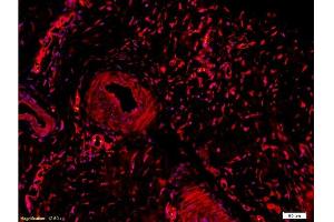 Immunohistochemistry (Paraffin-embedded Sections) (IHC (p)) image for anti-Collagen, Type II (COL2) (AA 1201-1300) antibody (ABIN672171)