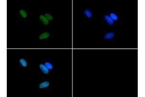 Immunofluorescence of Rabbit Anti-Histone H3 [Asym-dimethyl Arg17] Antibody. (Histone 3 抗体  (H3R17me2a))