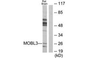Western blot analysis of extracts from rat brain cells, using MOBL3 Antibody. (MOBL3 抗体  (AA 1-50))