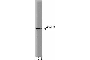 Western blot analysis of Nek2 on a Jurkat cell lysate.