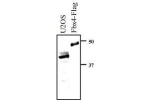Whole cell extracts prepared from U-2 OS cells, or insect Sf9 cells expressing Flag-FBX4, were resolved by SDS-PAGE and transferred to nitrocellulose. (FBXO4 抗体  (N-Term))
