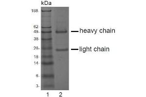 SDS-PAGE analysis of purified LT-3D1 monoclonal antibody.