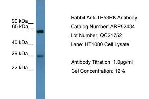 WB Suggested Anti-TP53RK  Antibody Titration: 0. (TP53RK 抗体  (N-Term))
