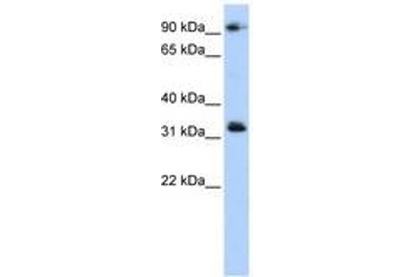 CCDC69 抗体  (C-Term)