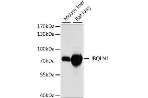 Western blot analysis of extracts of various cell lines, using UBQLN1 antibody (ABIN6291041) at 1:1000 dilution. (Ubiquilin 1 抗体)