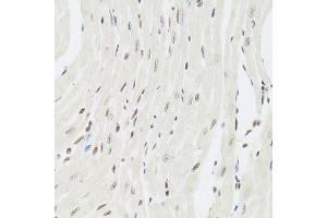Immunohistochemistry of paraffin-embedded mouse heart using XRCC6 Antibody.