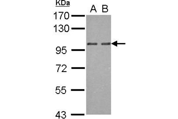 OSBP2 anticorps  (AA 596-835)