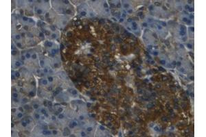 IHC-P analysis of Human Pancreas Tissue, with DAB staining. (REG3g 抗体  (AA 39-175))