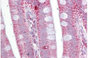 Anti-POSTN / Periostin antibody IHC staining of human small intestine. (Periostin 抗体  (AA 251-300))
