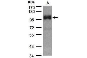WB Image Sample(30 μg of whole cell lysate) A:HeLa S3, 7.