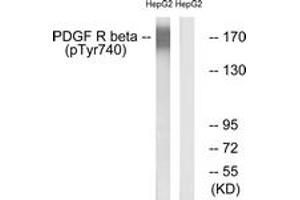 Western blot analysis of extracts from HepG2 cells treated with EGF 200ng/ml 30', using PDGFR beta (Phospho-Tyr740) Antibody. (PDGFRB 抗体  (pTyr740))