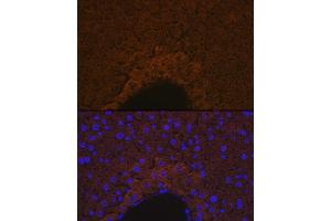 Immunofluorescence analysis of mouse liver using ApoM Rabbit mAb (ABIN7265646) at dilution of 1:100 (40x lens). (Apolipoprotein M 抗体)