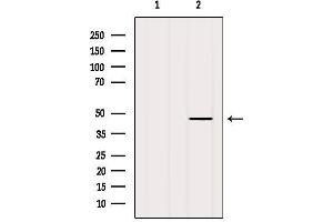 Western blot analysis of extracts from MCF7, using FBXO22 Antibody. (FBXO22 抗体  (Internal Region))